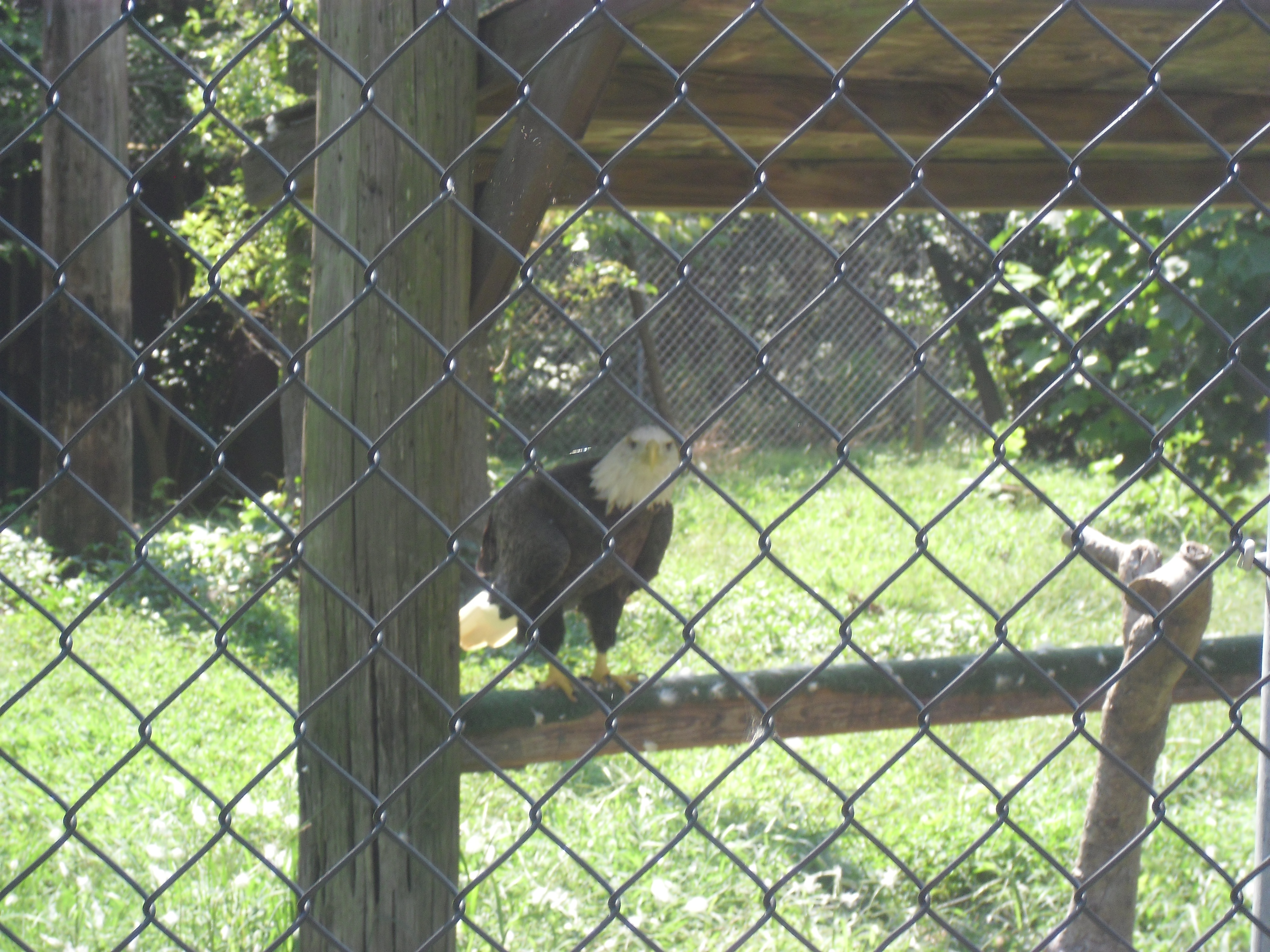 Baldeagle.jpg