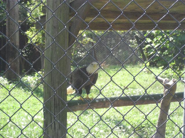 Bald eagle