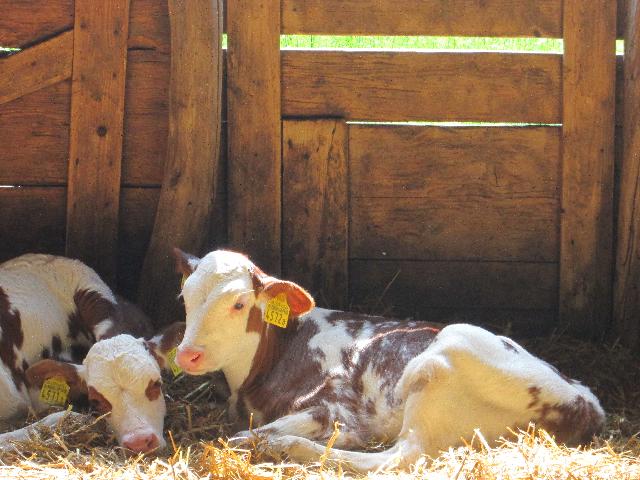 Calves