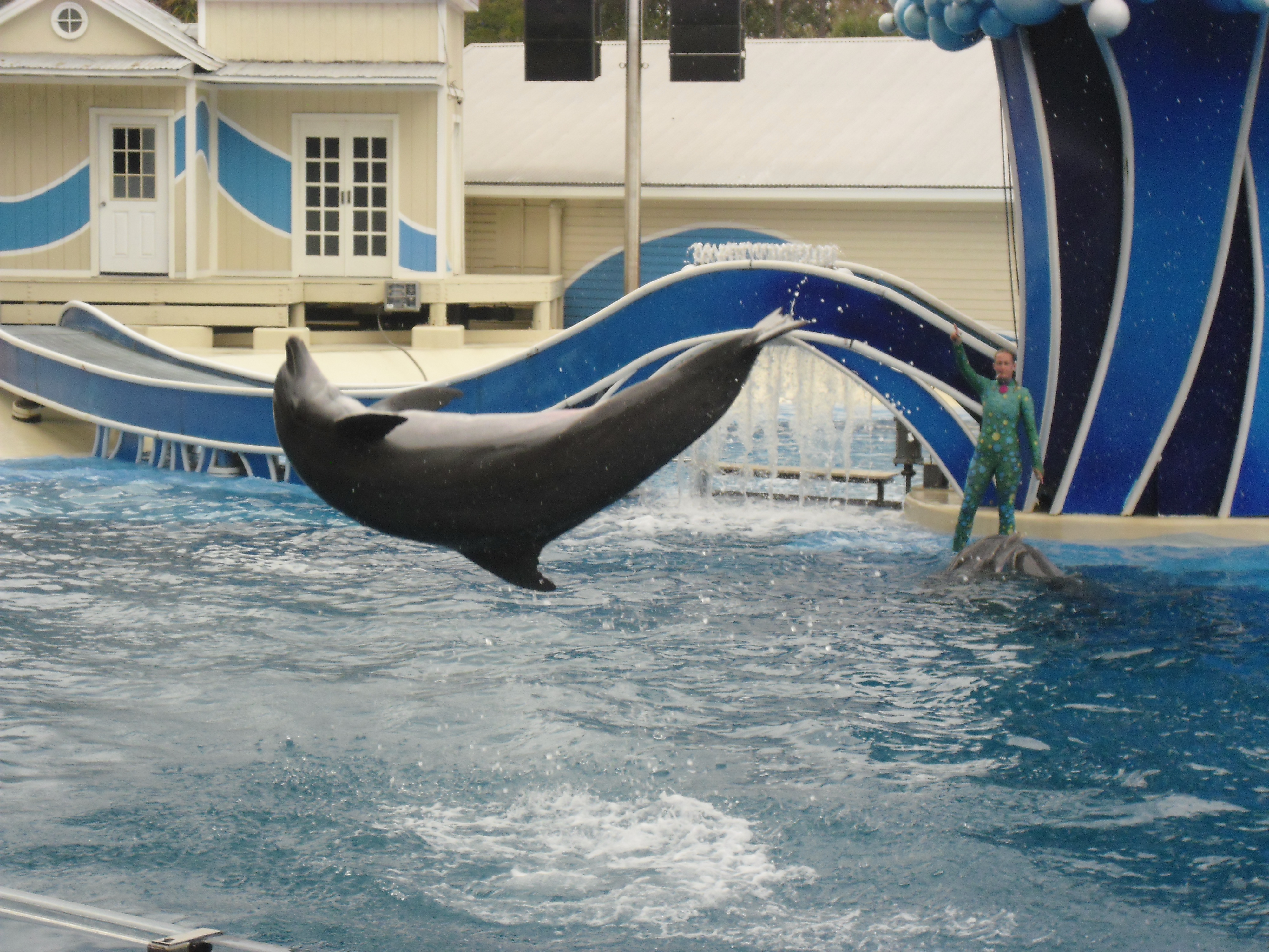 Dolphinleap.jpg