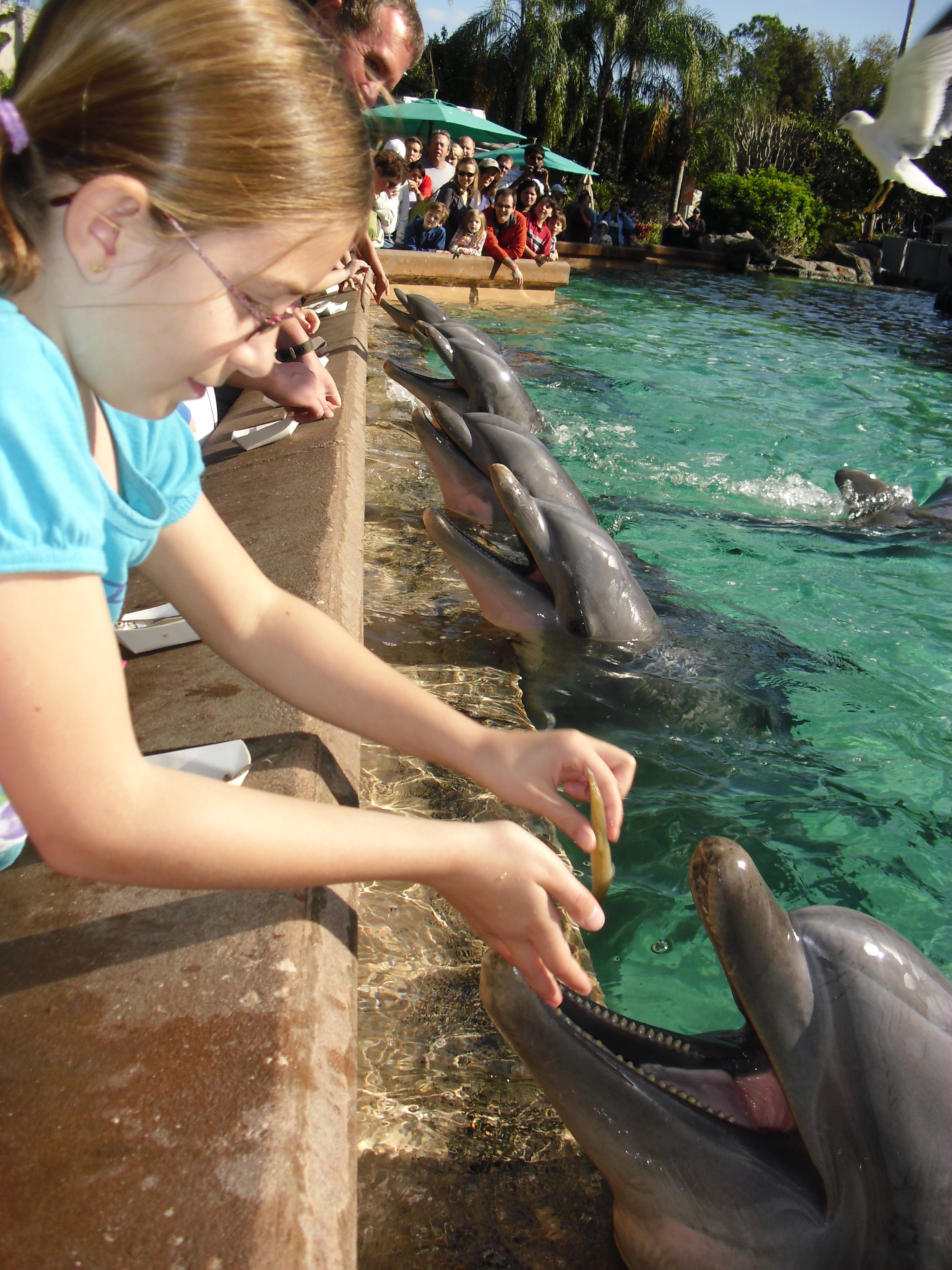 Feedingdolphins.jpg