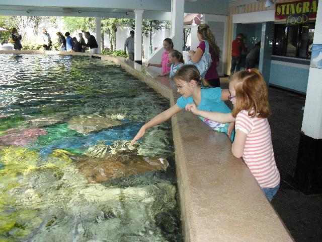 Petting rays