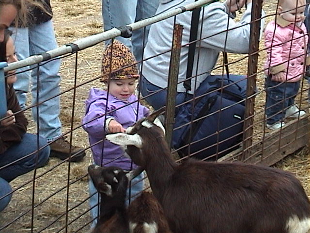 Goats.JPG