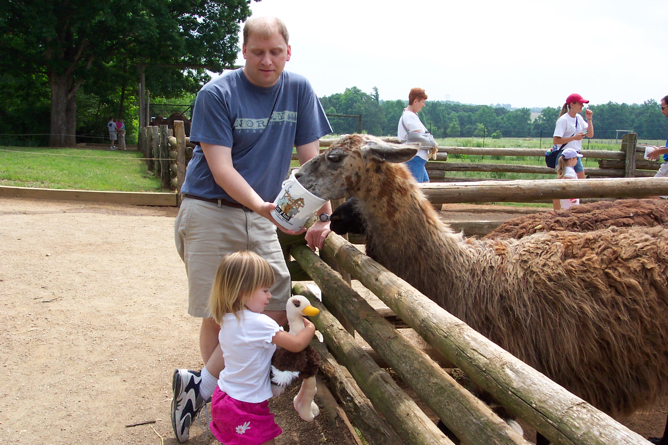 Feedingllamas.jpg