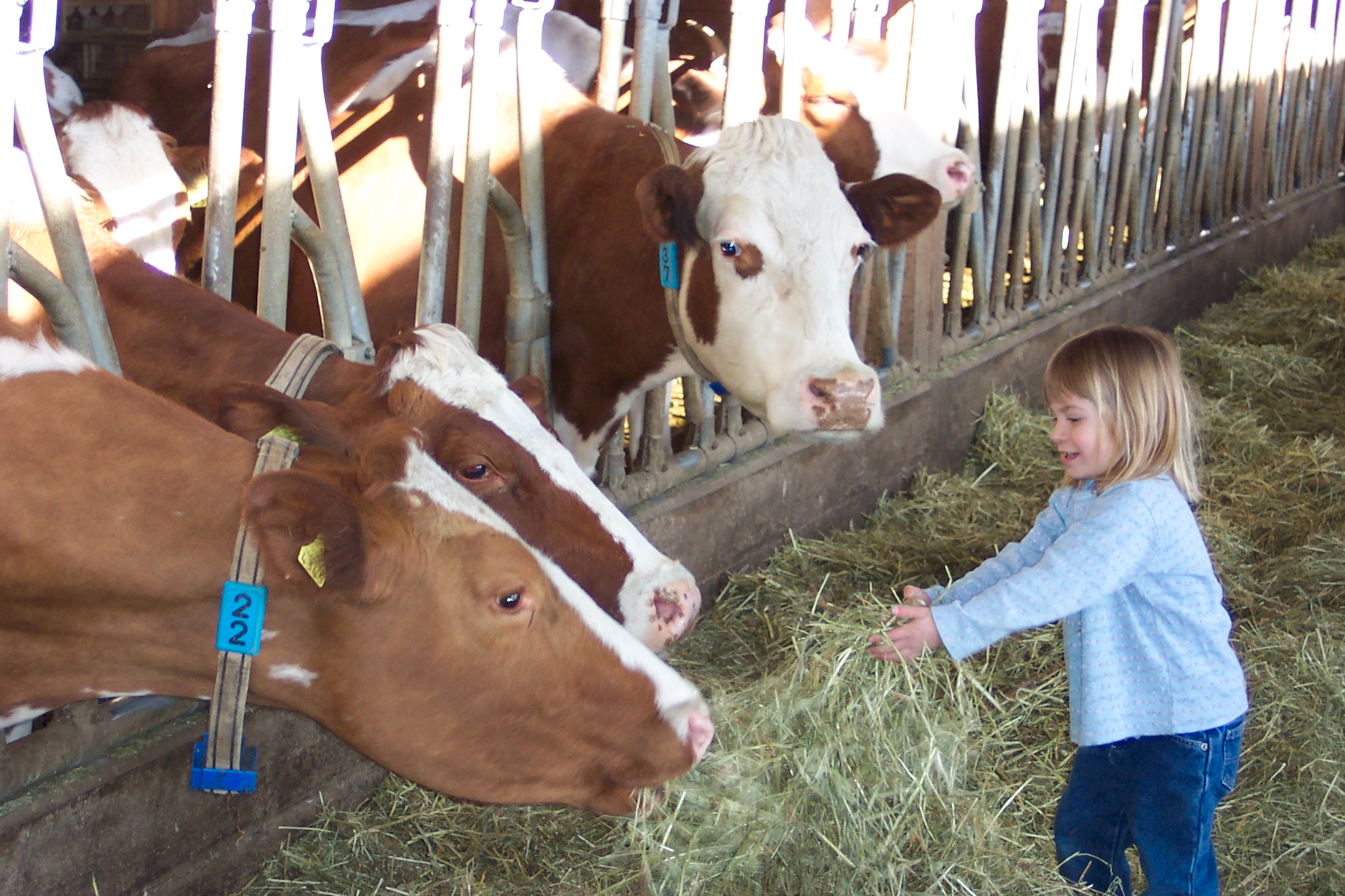 Feedingthecows.jpg