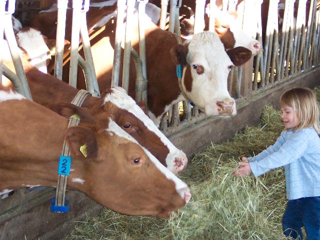 Feeding the cows