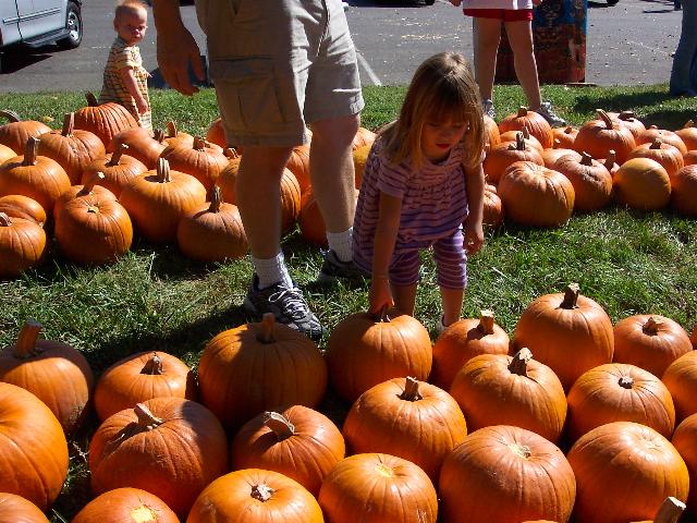 Picking pumpkins