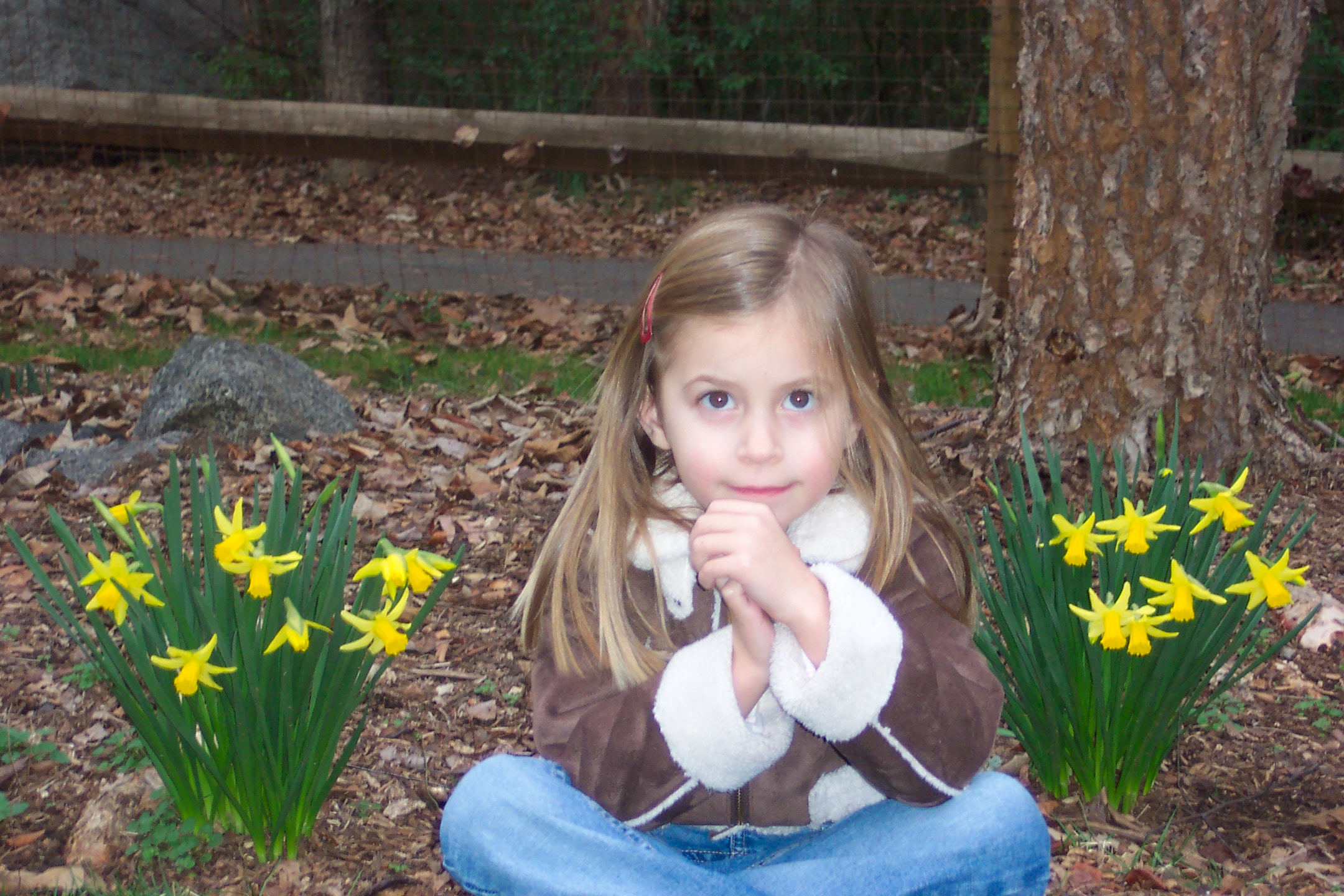 Januarydaffodils.jpg