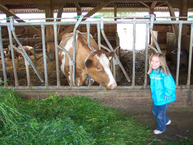 Cows