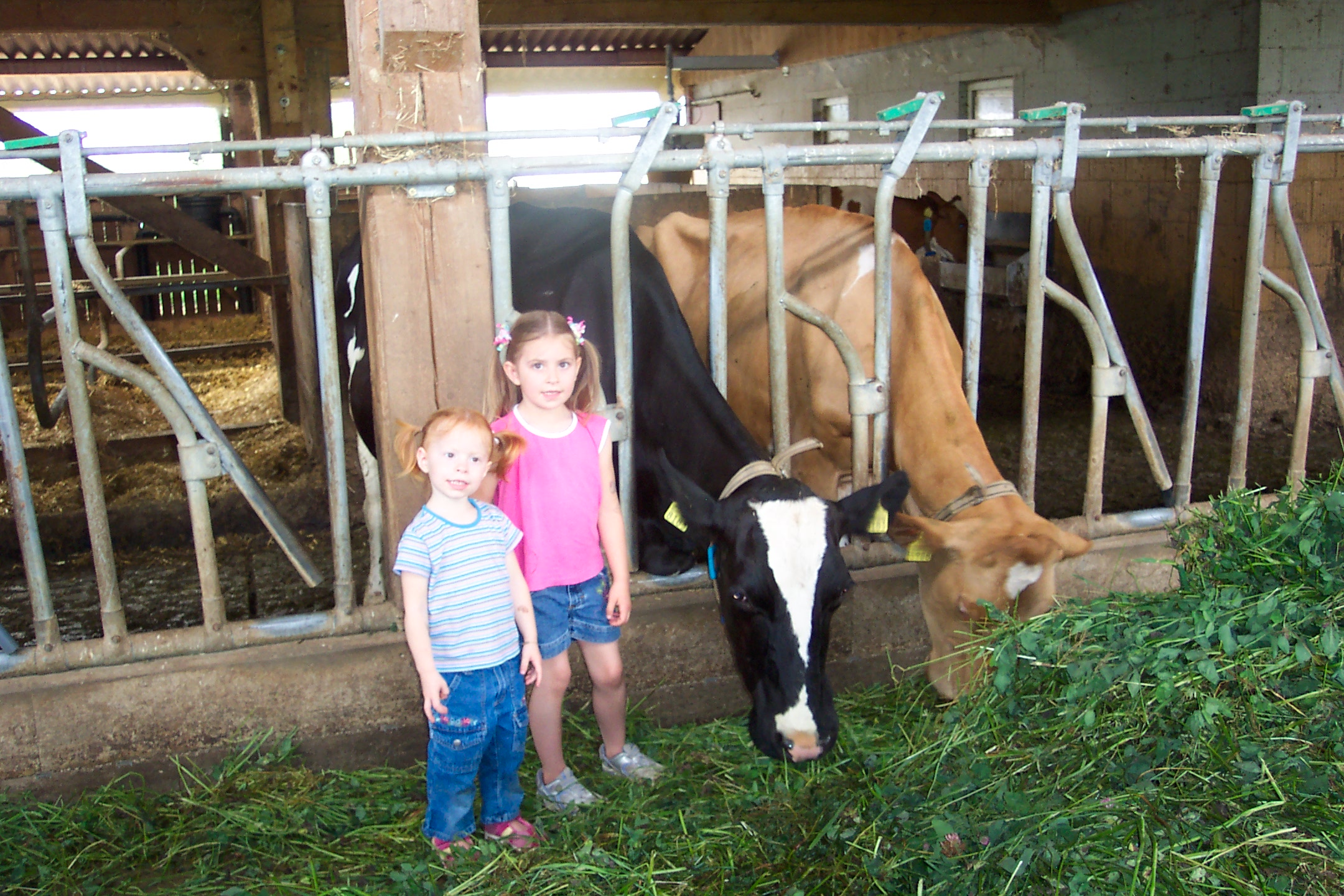 Ilovecows.jpg
