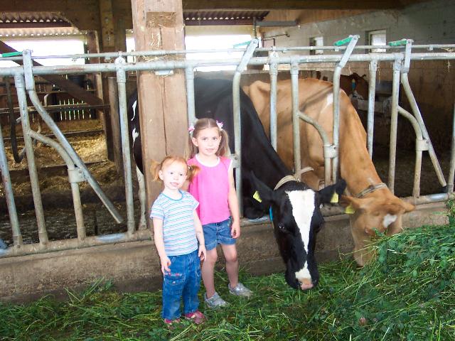 I love cows