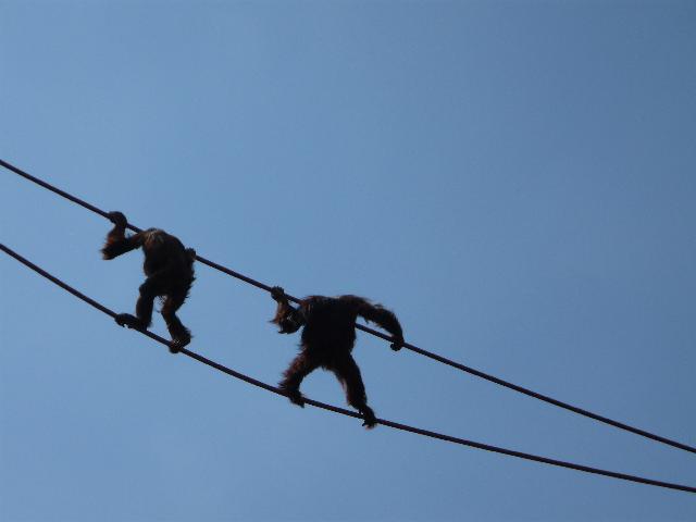Orangutans walking