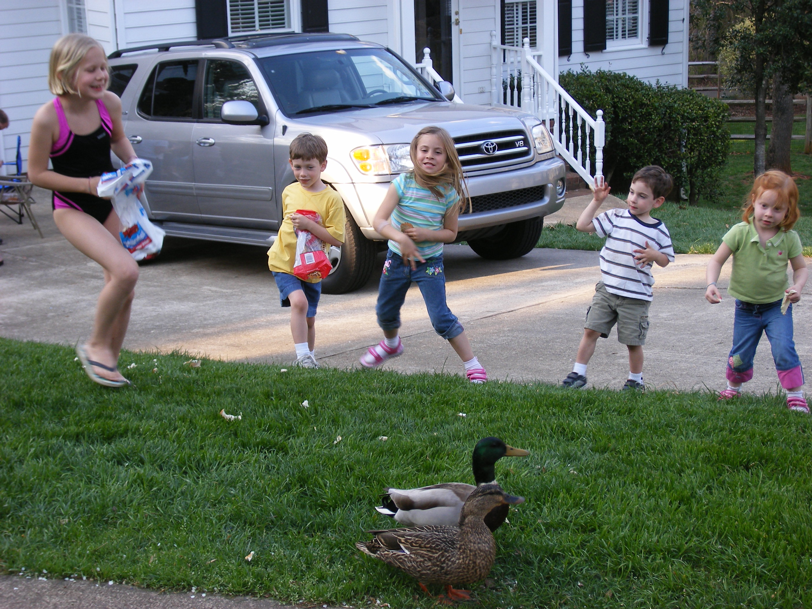 Hungryducks.jpg