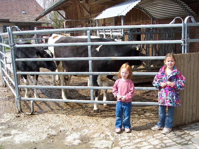 Love Grosaettis cows