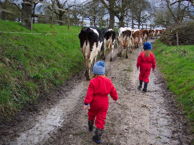 Time for milking