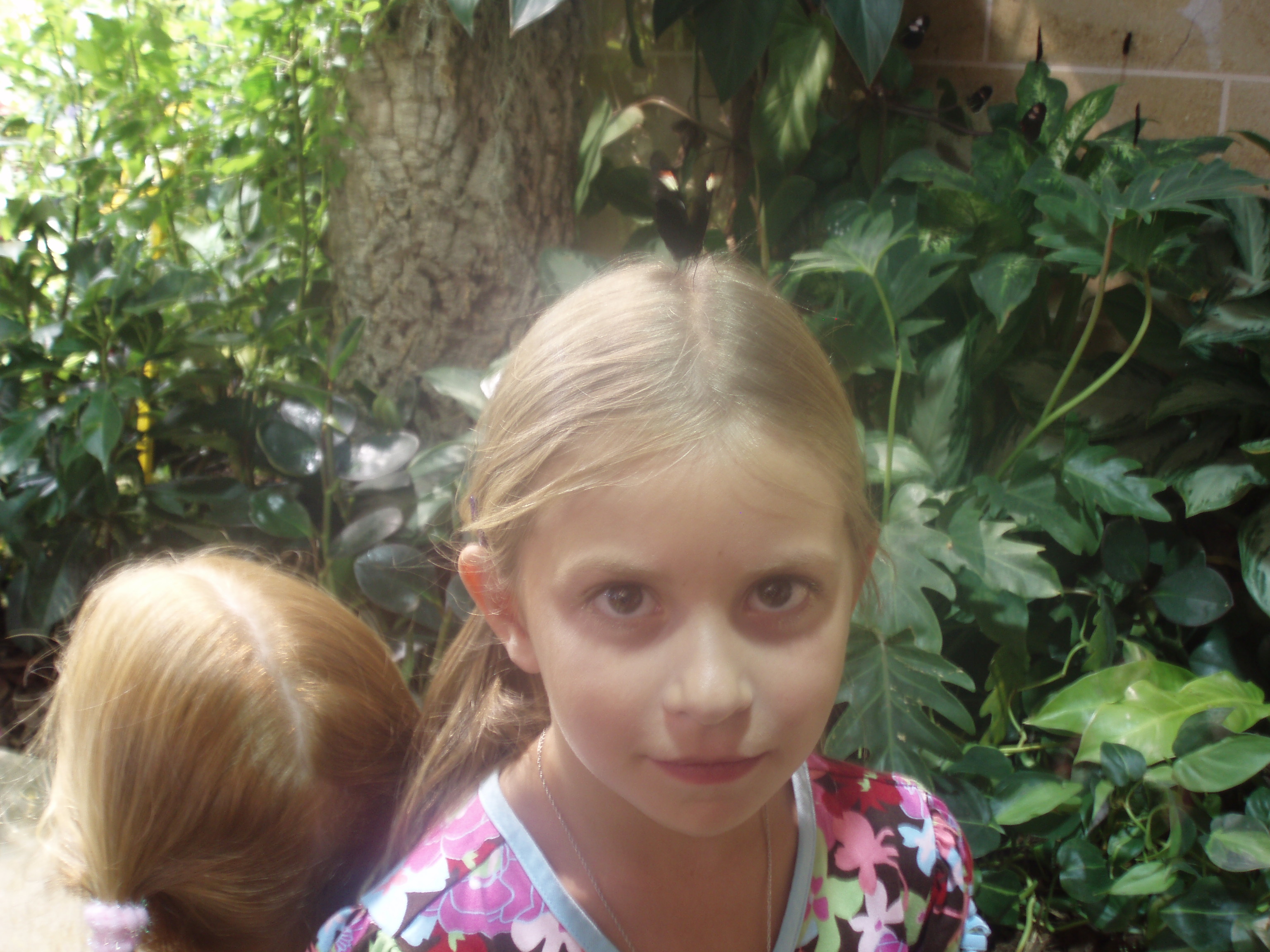 Butterflyonmyhead.jpg