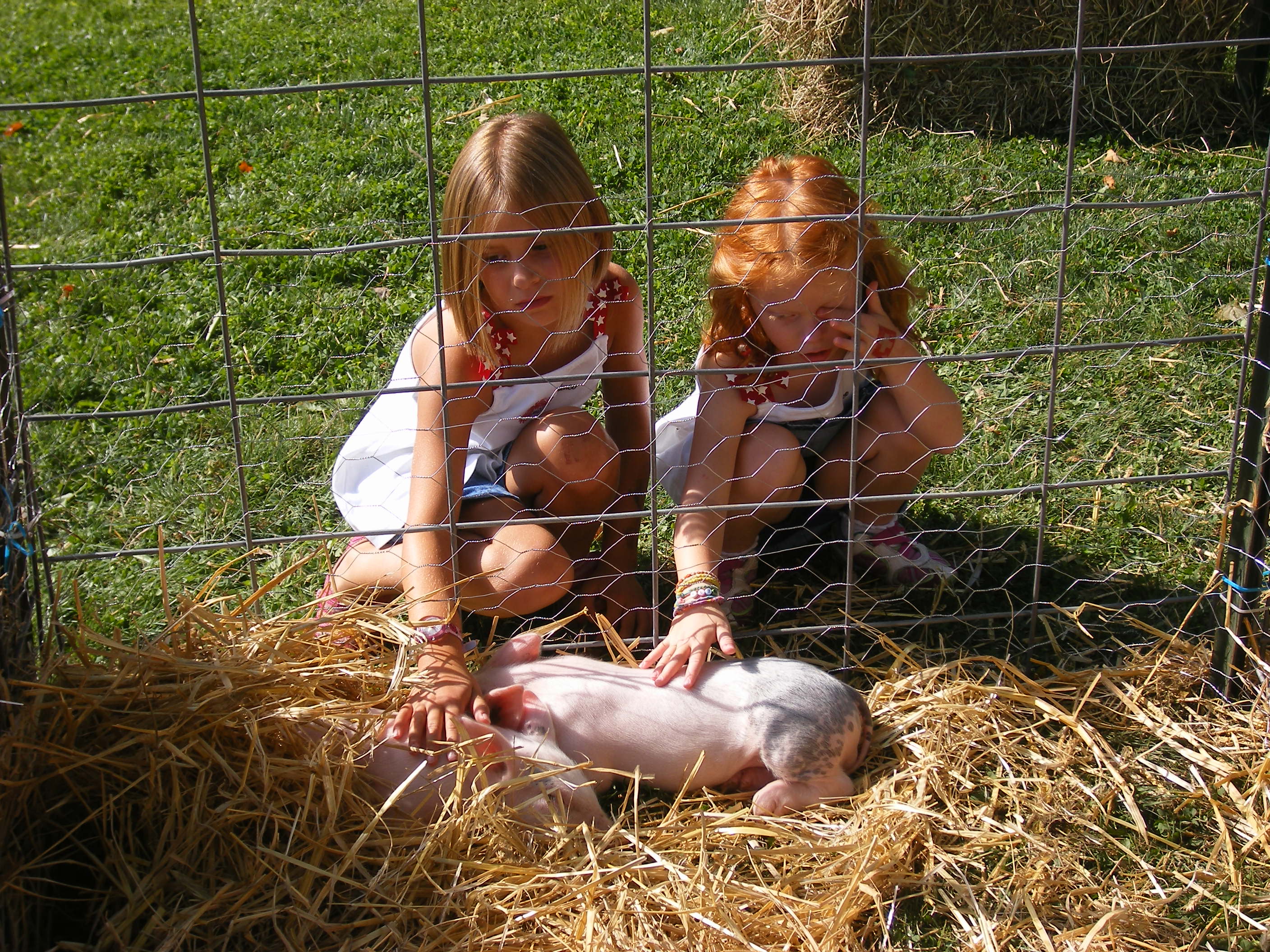 Pettingpigs.jpg