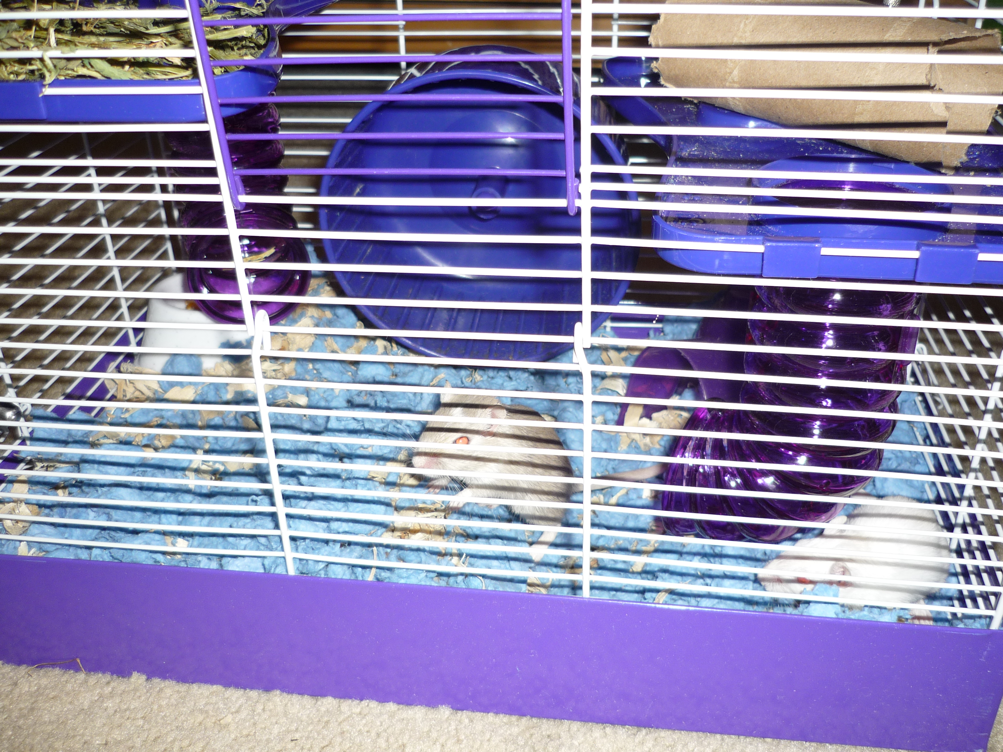 Inthecage.jpg