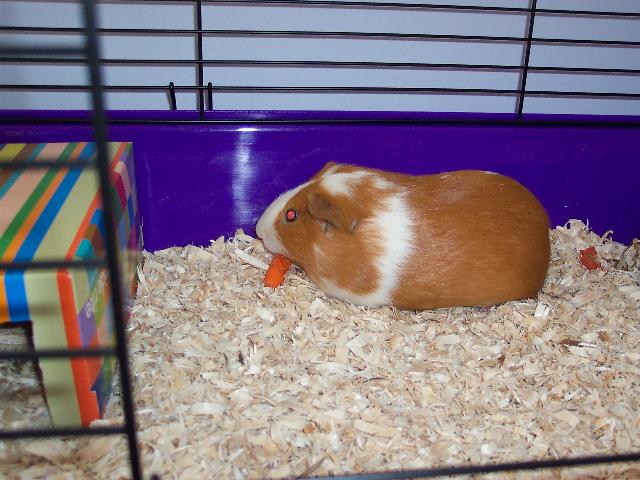 Meet Rosemary