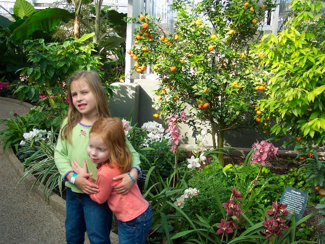 Orchid house