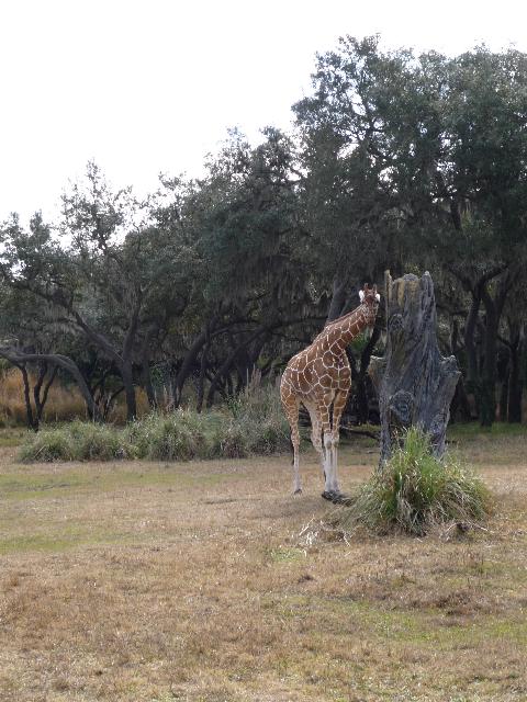 On safari