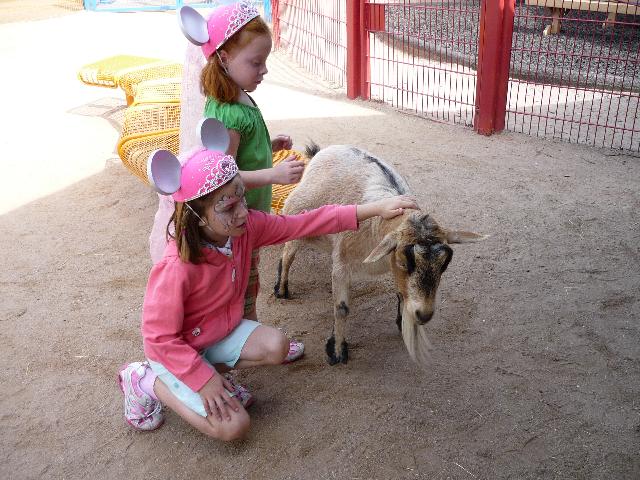 Petting zoo