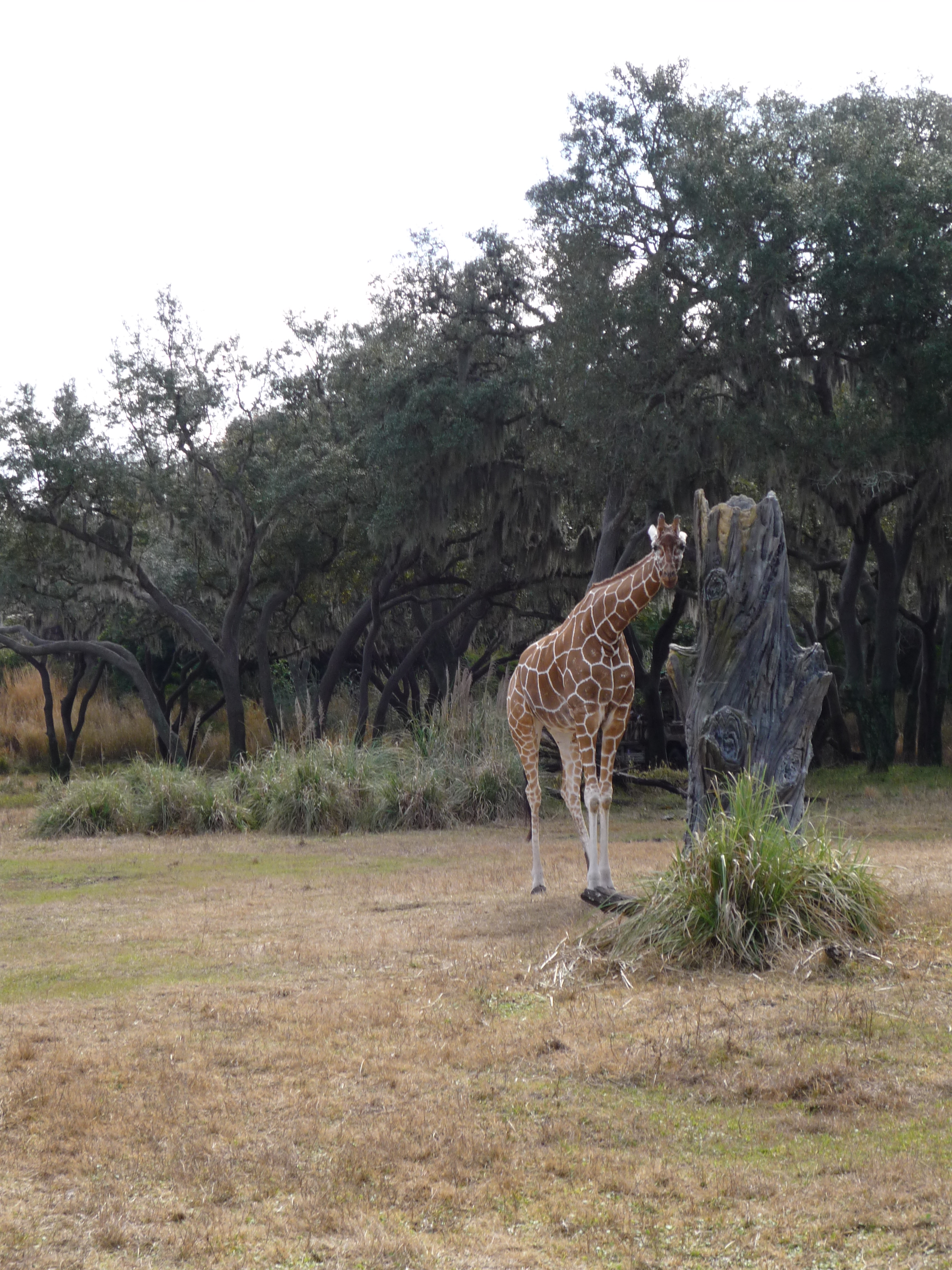 Onsafari.jpg