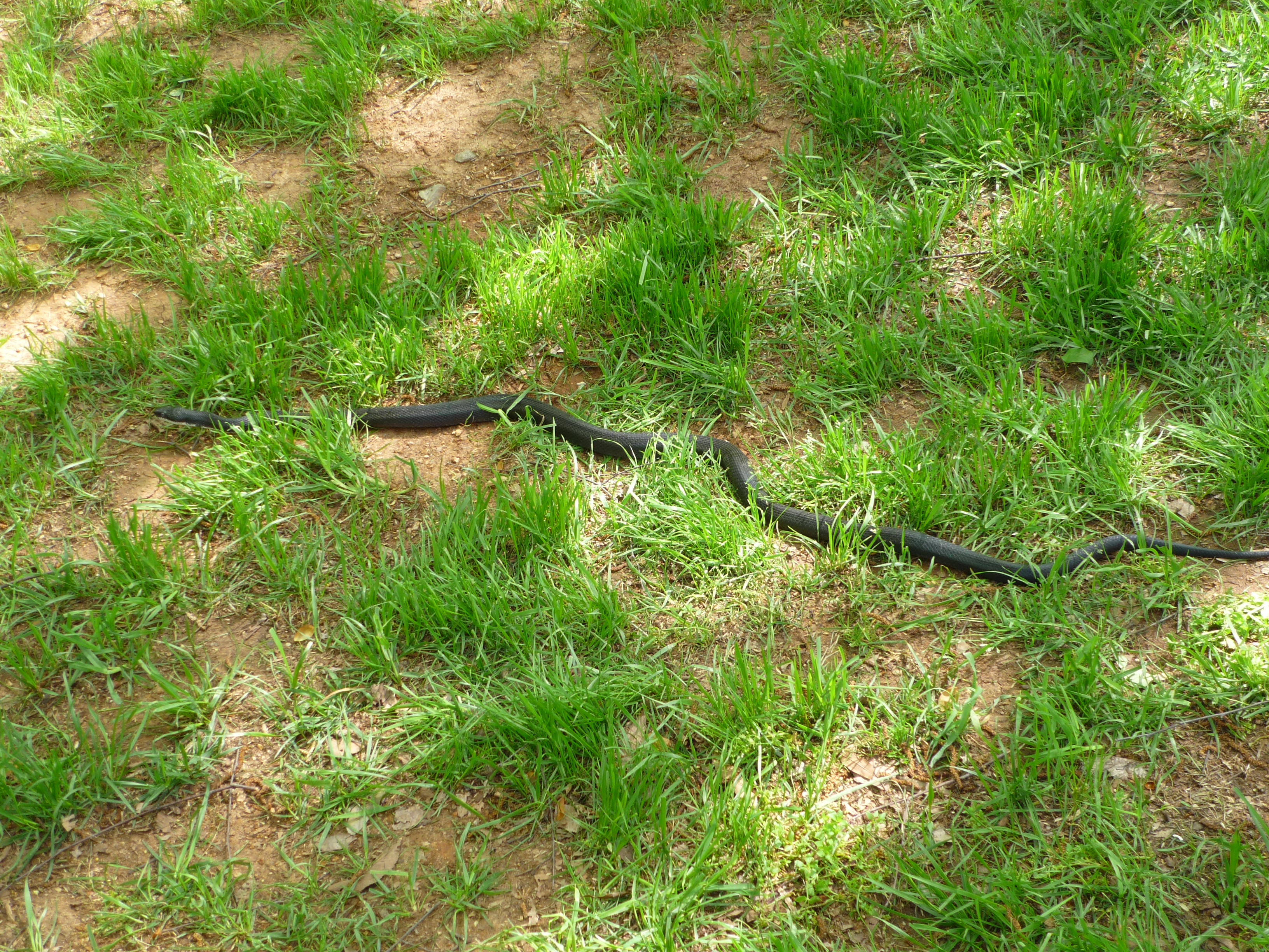 Bigsnake.jpg