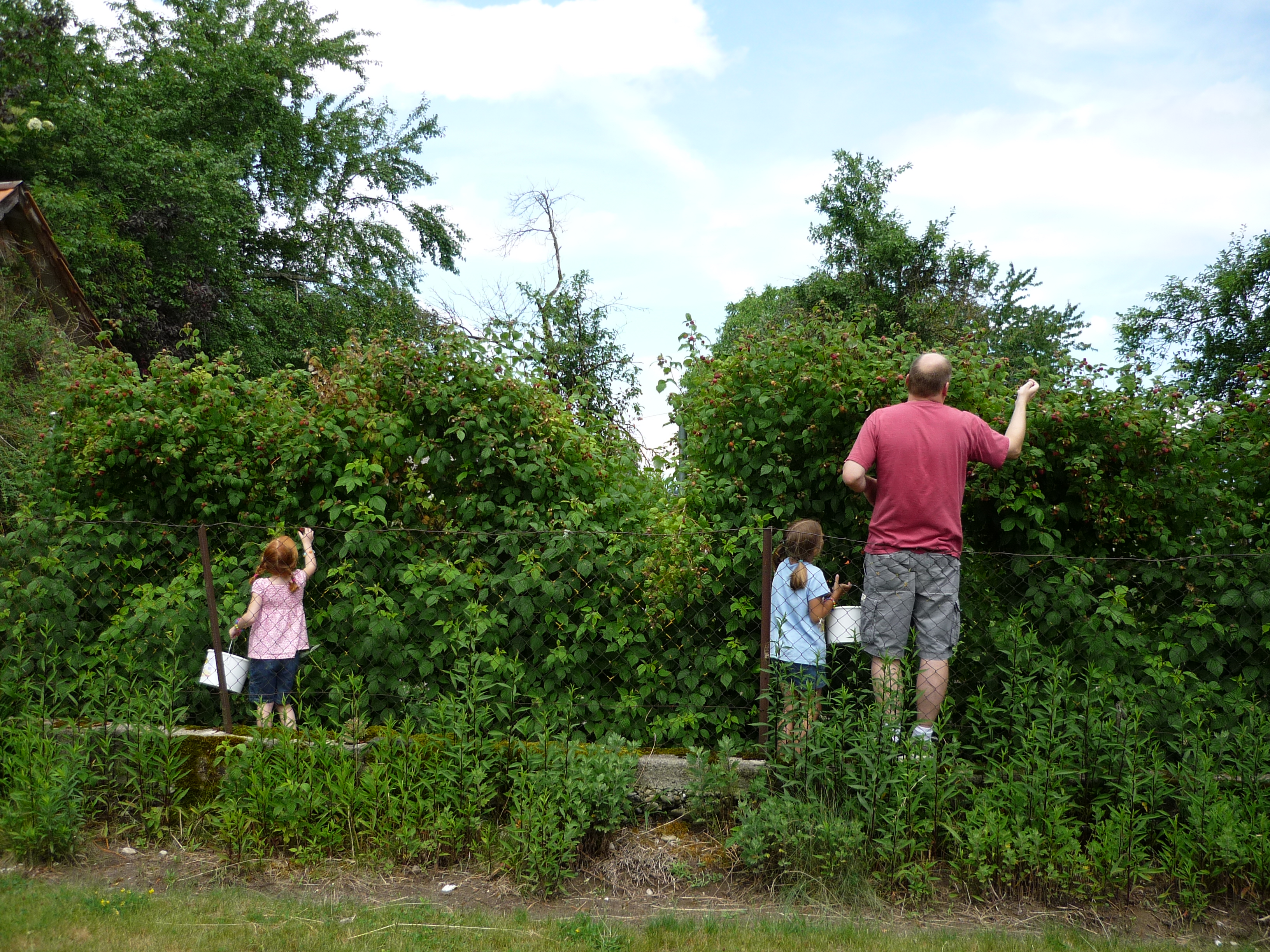 Loadsofraspberries.jpg