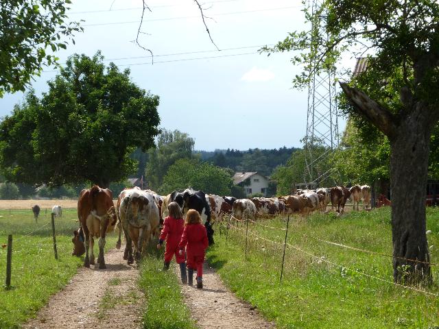 Time for milking