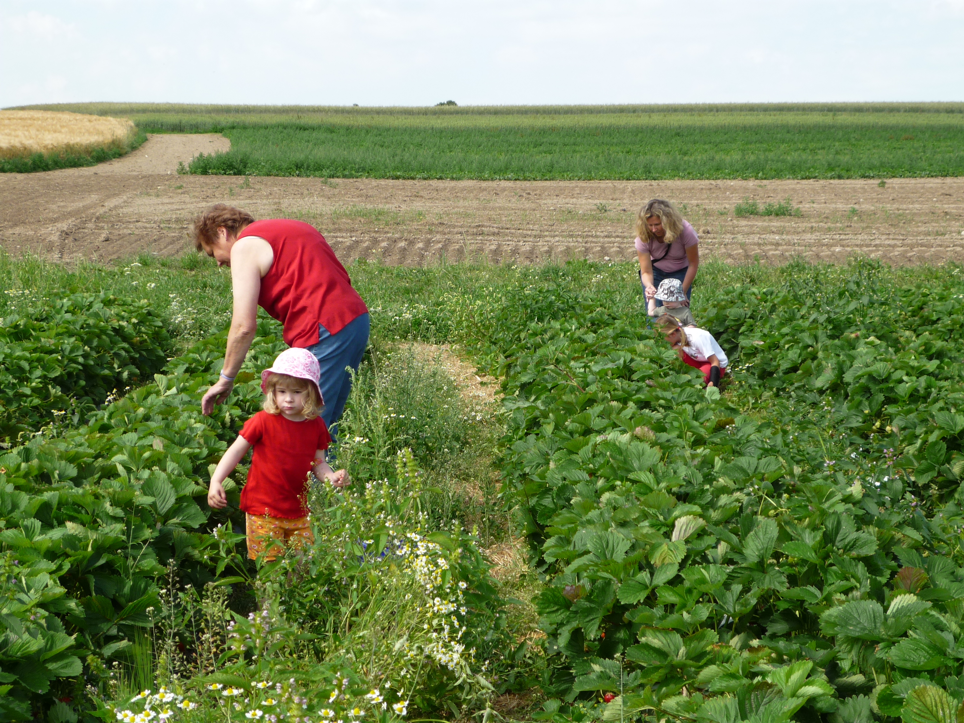 Pickingstrawberries.jpg