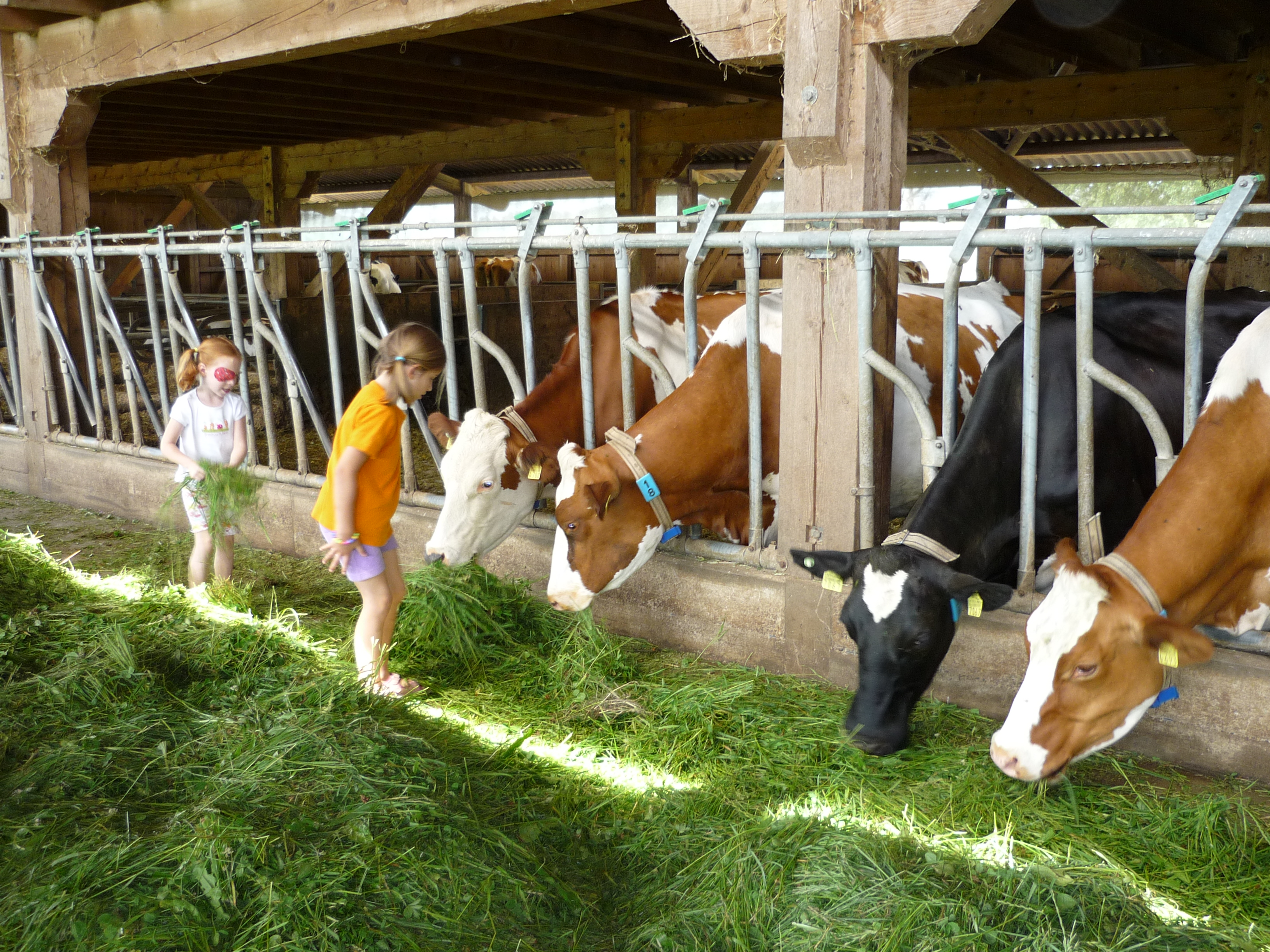 Thecows.jpg