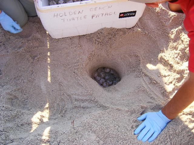New turtle nest