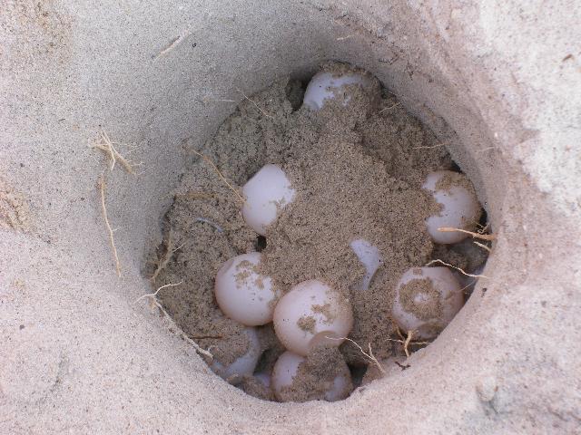 Turtle eggs