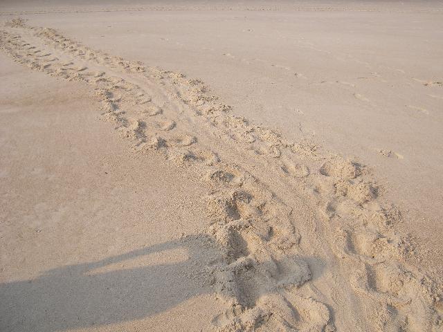 Turtle tracks