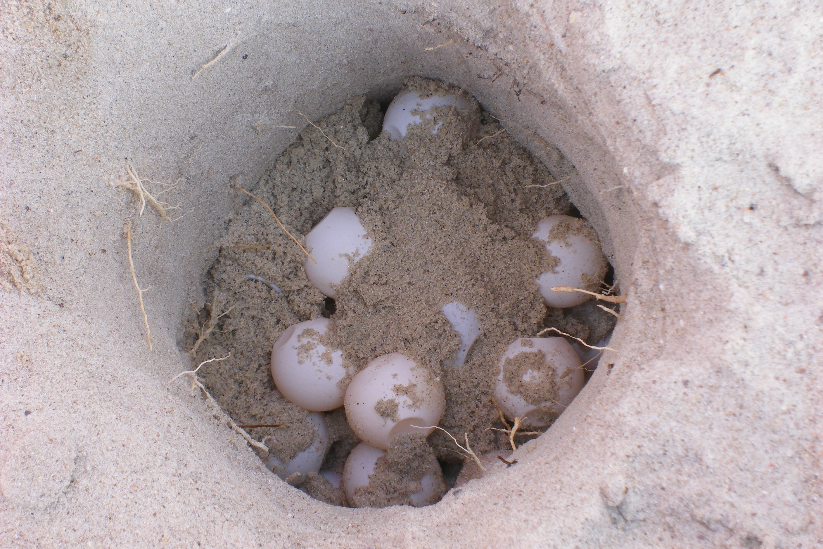 Turtleeggs.jpg