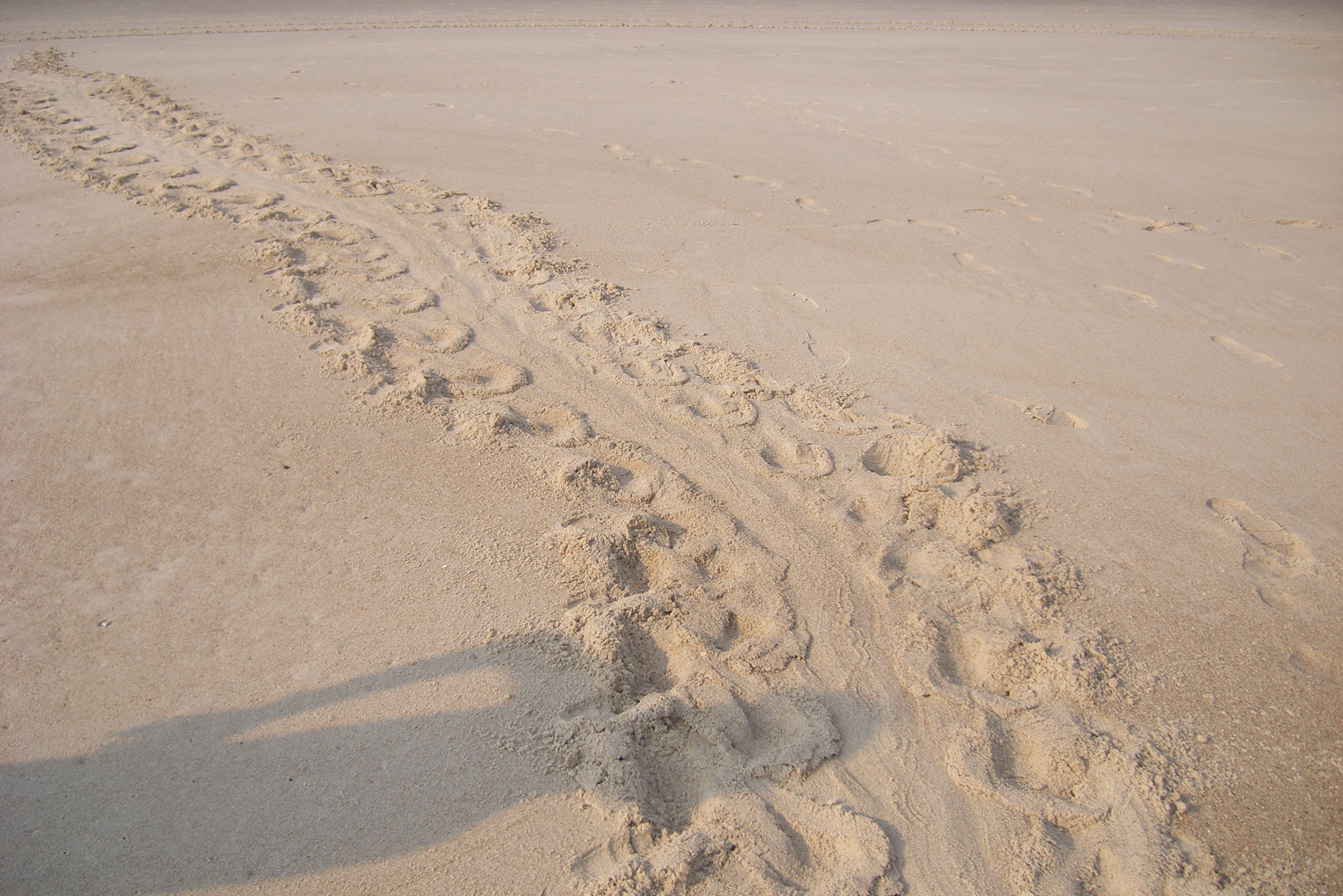 Turtletracks.jpg