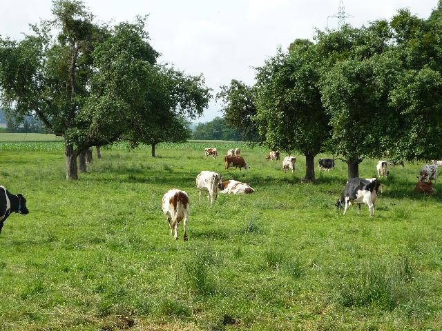 Grosaettis cows