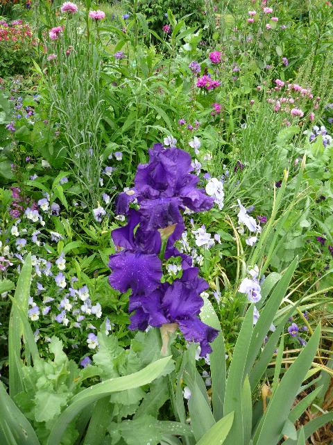 Monets garden
