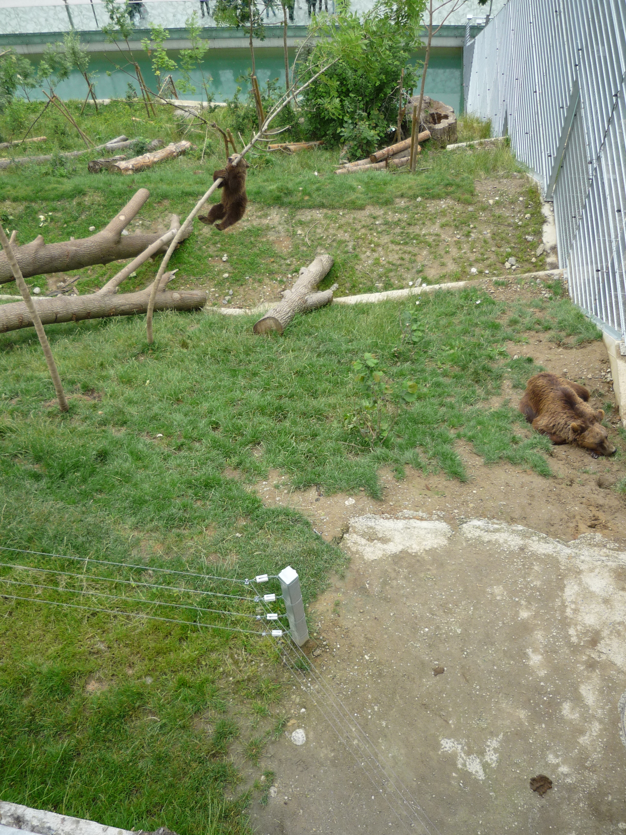 Sillycub.jpg