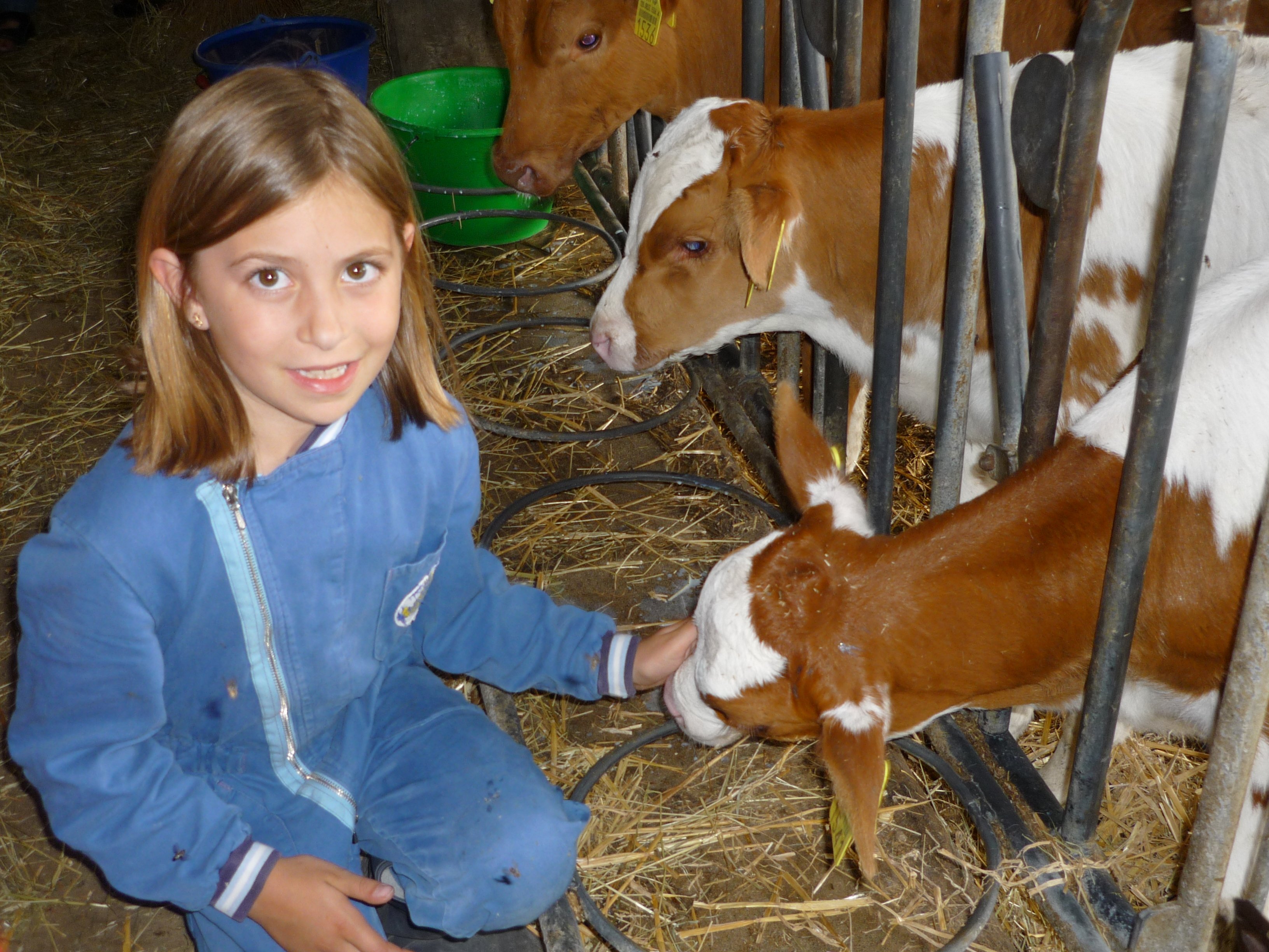 Sweetcalves.jpg