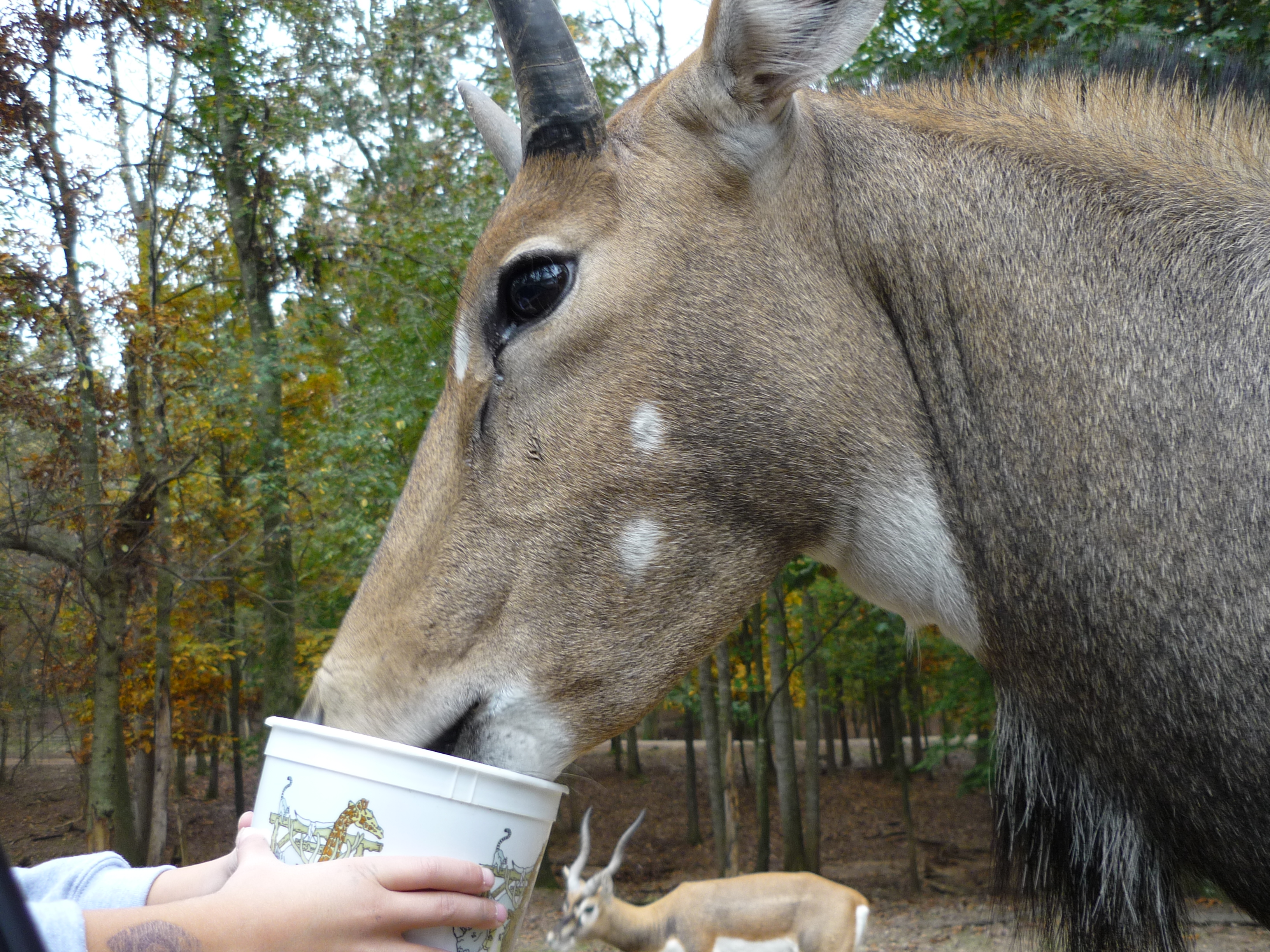Feedinganimals.jpg