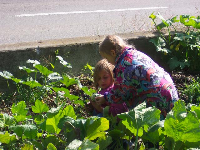Picking gourds