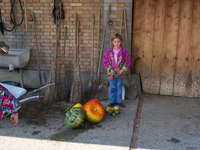 The harvest