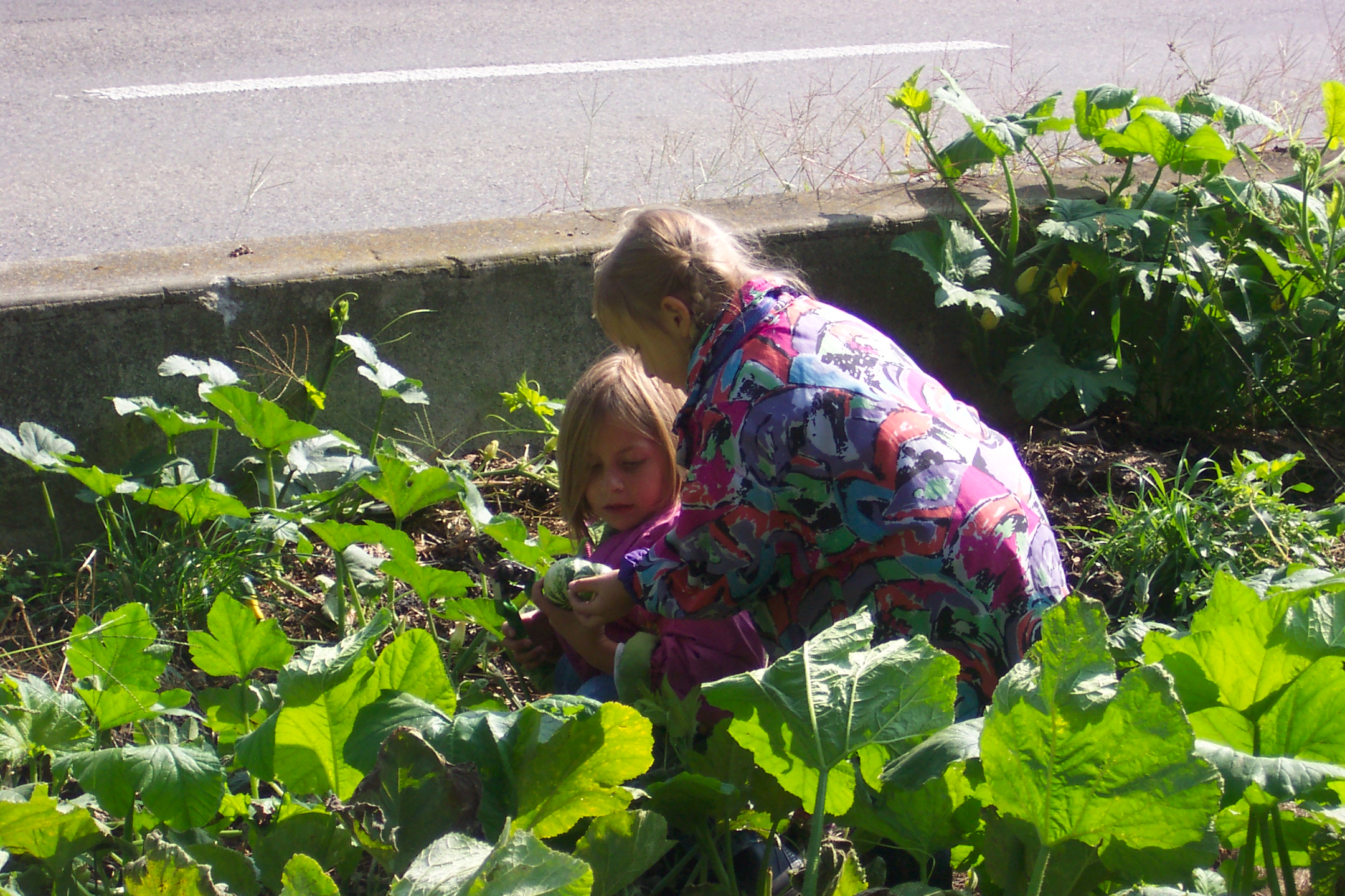 Pickinggourds.jpg