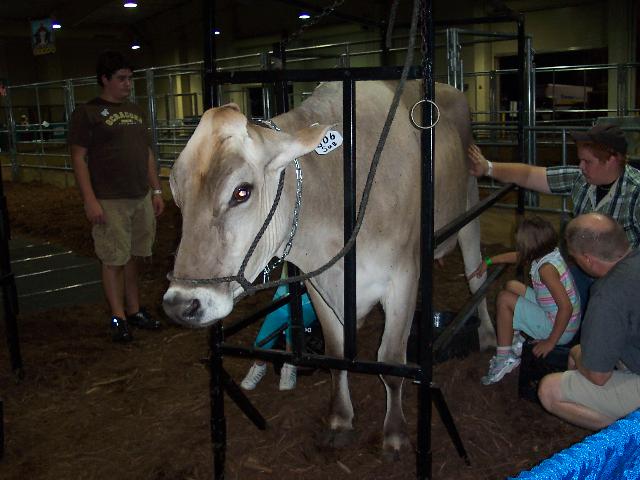 Milking a cow