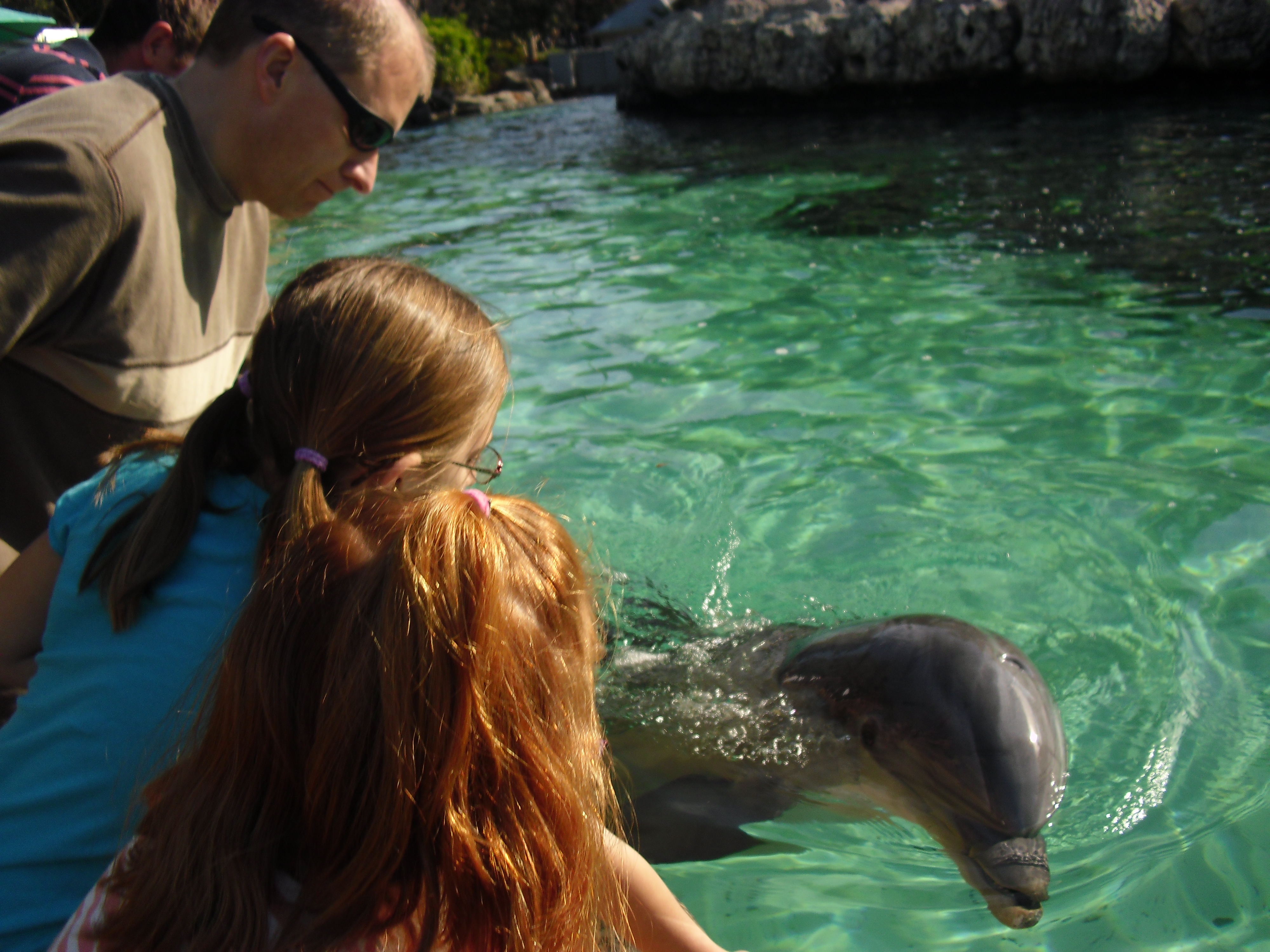Dolphinfeeding.jpg