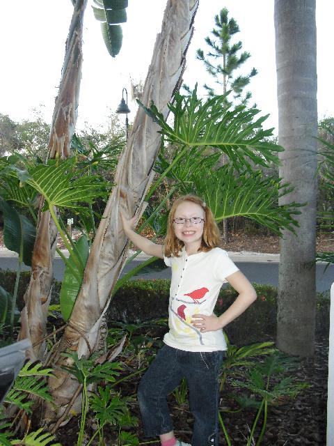 Palm trees