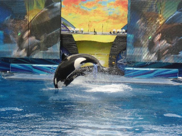 Shamu show