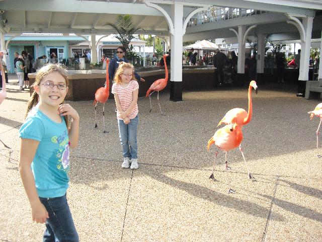 Walking with flamingoes